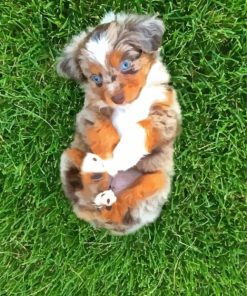 Mini Australian Shepherd Puppy Paint By Numbers