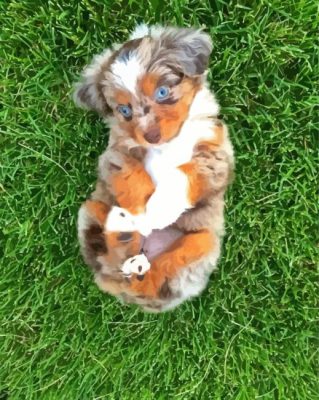 Mini Australian Shepherd Puppy Paint By Numbers