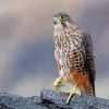 New Zealand Falcon Paint By Numbers