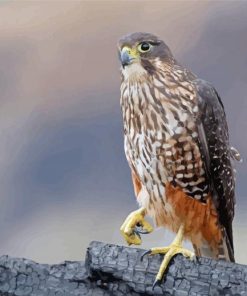 New Zealand Falcon Paint By Numbers