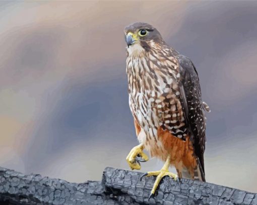 New Zealand Falcon Paint By Numbers