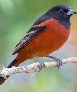 Orchard Oriole Paint By Numbers