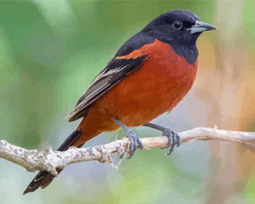 Orchard Oriole Paint By Numbers