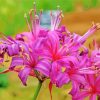 Purple Nerine Flowers Paint By Numbers