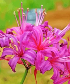 Purple Nerine Flowers Paint By Numbers