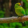 Red Crowned Parakeet Bird Paint By Numbers