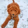 Red Golden Doodle In Snow Paint By Numbers