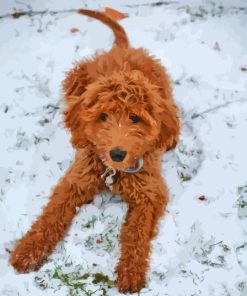 Red Golden Doodle In Snow Paint By Numbers