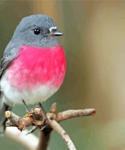 Rose Robin Bird Paint By Numbers