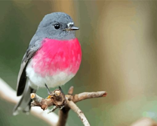 Rose Robin Bird Paint By Numbers