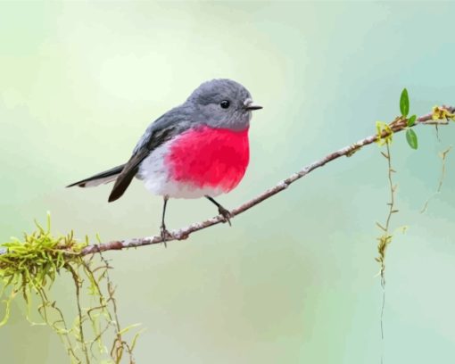 Rose Robin On Tree Branch Paint By Numbers