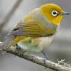 Silvereye Paint By Numbers