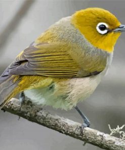 Silvereye Paint By Numbers