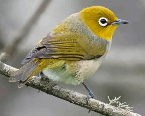 Silvereye Paint By Numbers