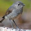 South Island Robin Paint By Numbers