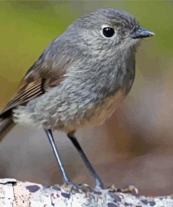 South Island Robin Paint By Numbers