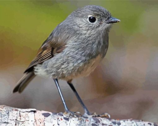 South Island Robin Paint By Numbers