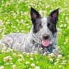 Texas Heeler In Flowers Meadow Paint By Numbers