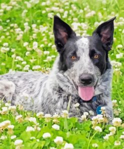 Texas Heeler In Flowers Meadow Paint By Numbers