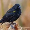 The Yellow Winged Blackbird Paint By Numbers