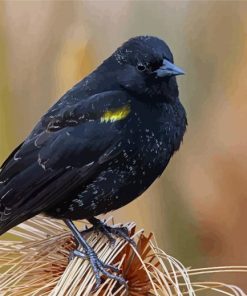 The Yellow Winged Blackbird Paint By Numbers