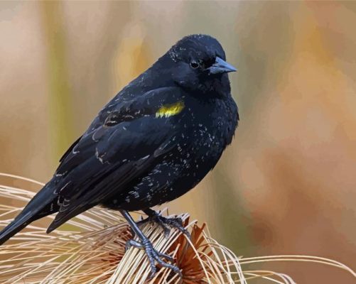 The Yellow Winged Blackbird Paint By Numbers