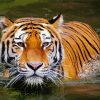 Tiger In Water Paint By Numbers