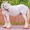 White Cob Horse Animal Paint By Numbers