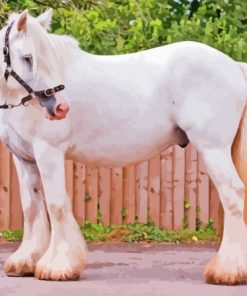 White Cob Horse Animal Paint By Numbers