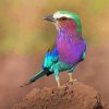 Aesthetic Lilac Breasted Roller Paint By Numbers