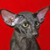 Black Oriental Shorthair Cat Paint By Numbers