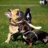 Bulldogs Playing With Dachshund Paint By Numbers