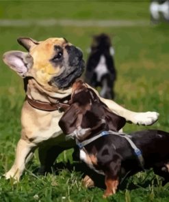 Bulldogs Playing With Dachshund Paint By Numbers