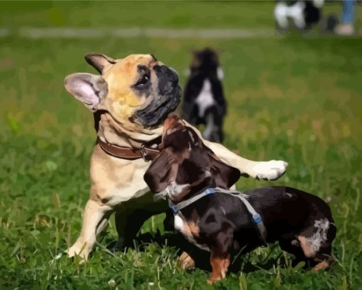 Bulldogs Playing With Dachshund Paint By Numbers