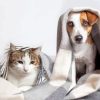 Cat And Jack Russell Under Blanket Paint By Numbers