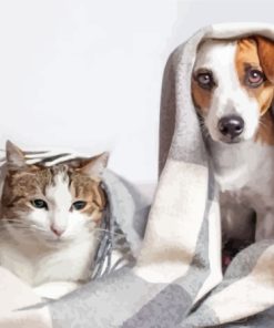 Cat And Jack Russell Under Blanket Paint By Numbers