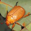 Christmas Beetle Paint By Numbers