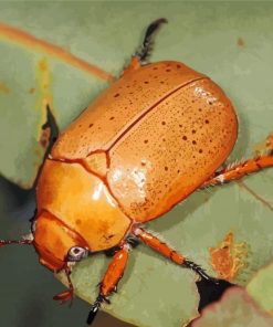 Christmas Beetle Paint By Numbers