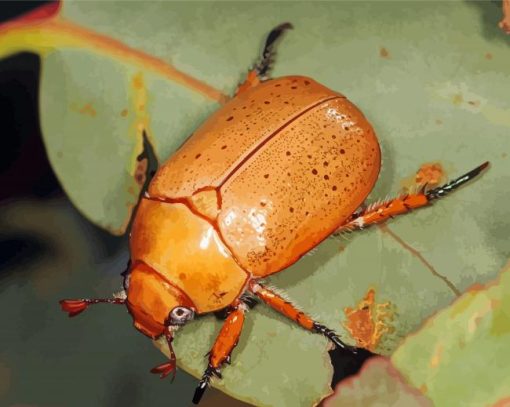 Christmas Beetle Paint By Numbers