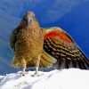 Cool Kea Paint By Numbers