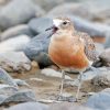 Cool New Zealand Dotterel Paint By Numbers