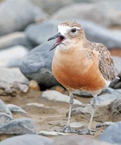 Cool New Zealand Dotterel Paint By Numbers