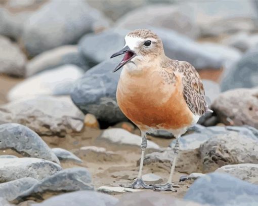 Cool New Zealand Dotterel Paint By Numbers