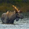 Moose Lake State Park Paint By Numbers