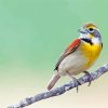 Cute Dickcissel Paint By Numbers