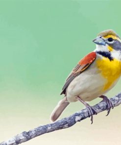 Cute Dickcissel Paint By Numbers