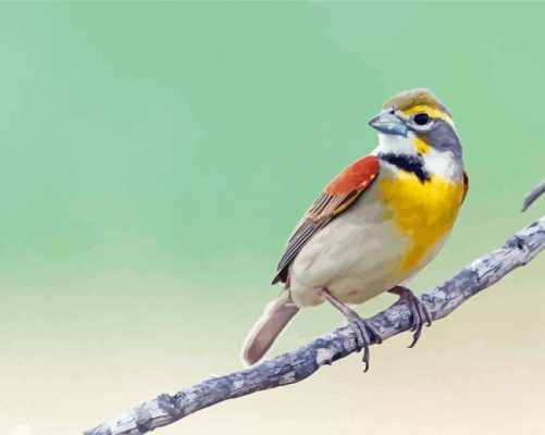 Cute Dickcissel Paint By Numbers