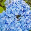 Flowers Blue Hydrangea Paint By Numbers