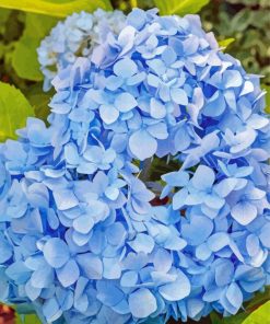 Flowers Blue Hydrangea Paint By Numbers