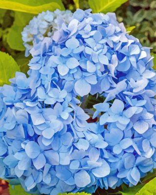 Flowers Blue Hydrangea Paint By Numbers